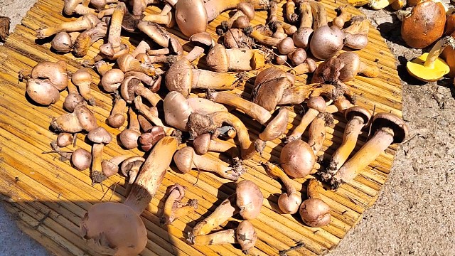 19号上山捡蘑菇