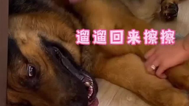 跟狗子开个玩笑，没想到居然听懂了，挺收放自如啊