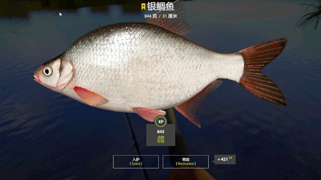 18图梅湖渔夫–星银鲷，就剩万恶的无鳞了。一小时解决，梅湖银鲷这么好的口真是少见。