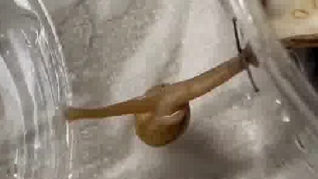 神奇的大自然[打工人