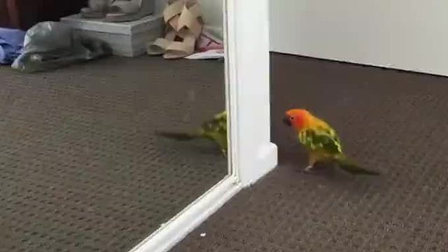 鹦鹉照了一下镜子，下一秒立马臭美起来，笑哭我了！