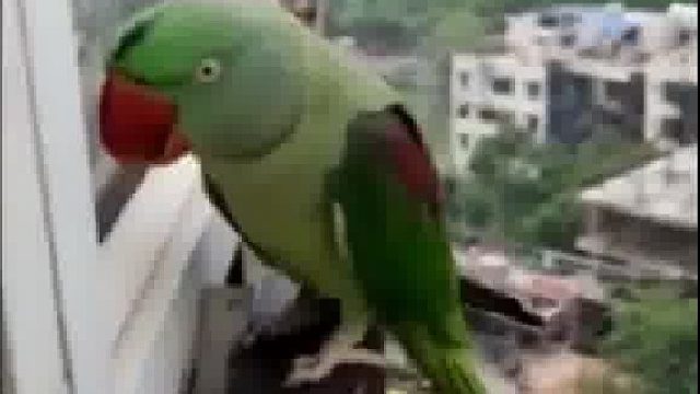 鹦鹉：我只是出去旅游，不是离家出走，开窗啊