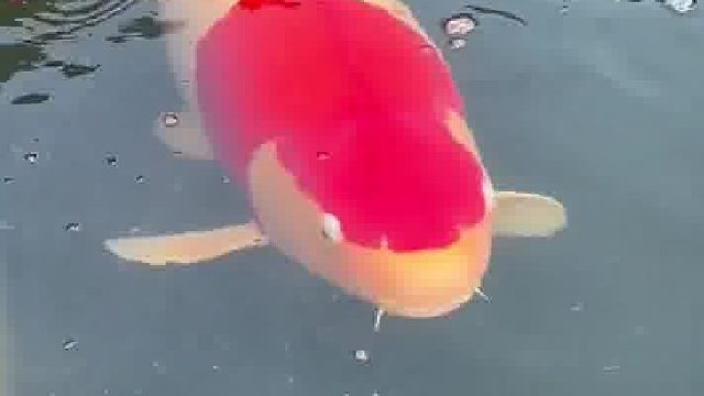 这充满智慧的眼神