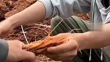 大学生种胡萝卜，5个月后挖出发现只有虫草大，老师：老鼠见了都摇头。