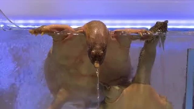 刚开始以为它在滋水