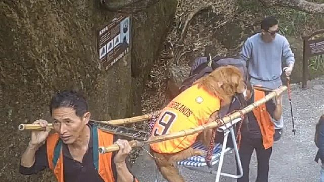 带狗狗爬山累了不愿动，就雇了两个轿夫抬狗上山，有网友则觉得这是对两位老人不尊重…
