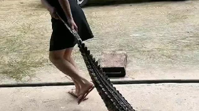 家养母老虎在凶猛这一块真的是无敌的