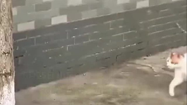 小猫咪走丢后，猫妈妈直接一巴掌。