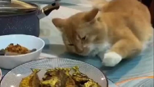 掩耳盗铃，闭目偷鱼！