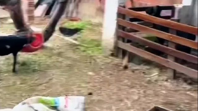 羊：别跑，我顶你个肺