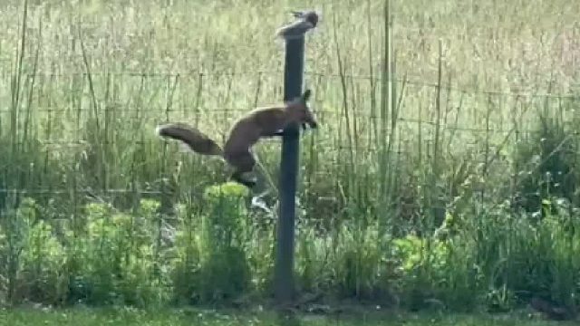 一只小狐狸追逐一只松鼠。小松鼠的走位太厉害了。