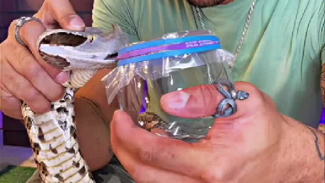 这个咬合力可怕啊