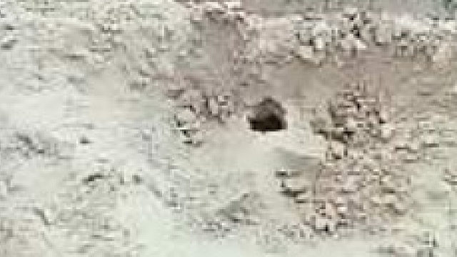 有人告诉我这是田鼠，还好吃