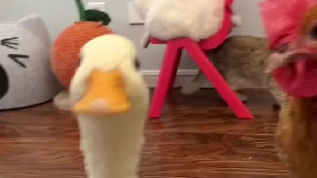 时而母慈子孝时而鸡飞狗跳