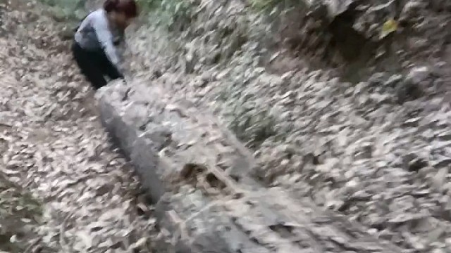 这是橡树皮，不会死，在过几年又能剥，女汉子