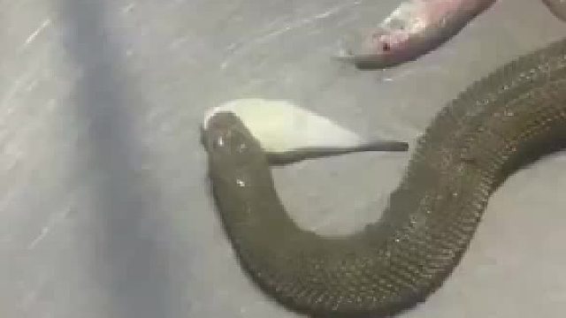 随意拿起海蛇扔了，胆子真是大