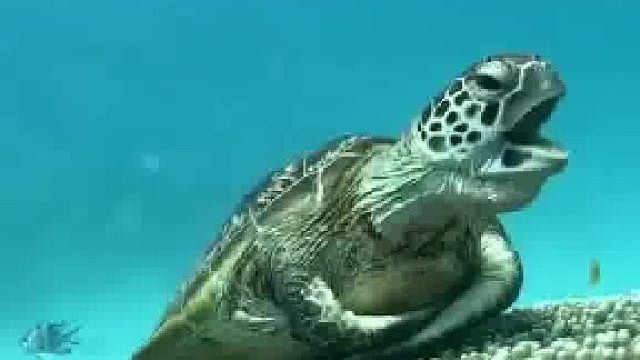 海龟把手揣在兜里休息一下