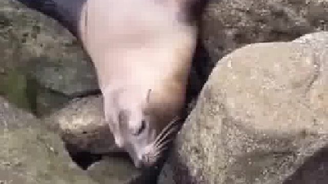 下半身被鲨鱼吃掉，这辈子毁了