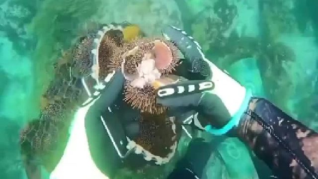 这条鱼像狗一样粘人，干脆敲一个海胆喂给它