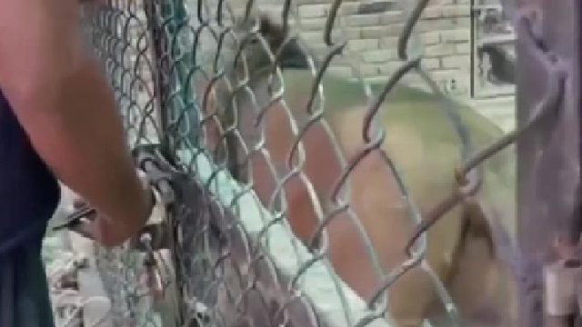 这样给狮子打针，慢一步就嘎了