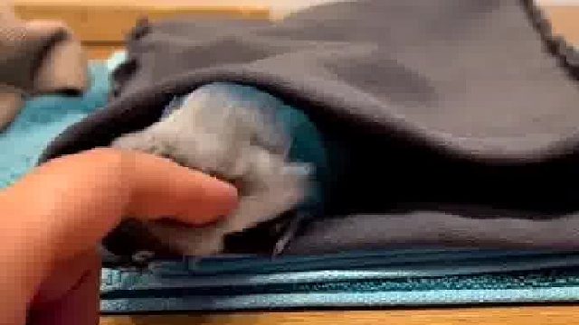 小家伙好像吃醋了？