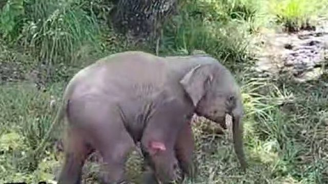 小象为了救掉入泥潭的妈妈，不顾危险向人类求助，最终它们母子最终团聚