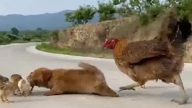 狗：不就吃你家一个蛋吗，你至于打我吗