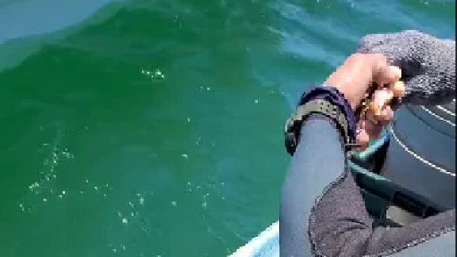 钓鱼很简单不用鱼竿