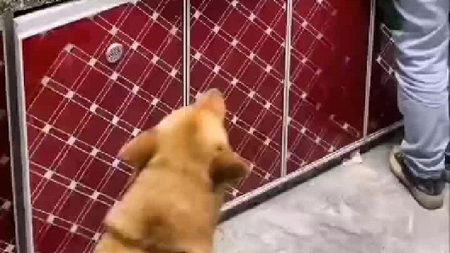 狗是有情有义的动物