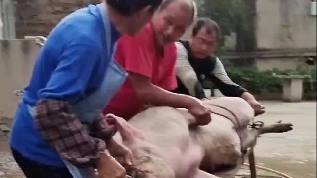 贵州农村流水坝坝席准备工作。这猪不配合屠夫倒是挺配合这音乐的。