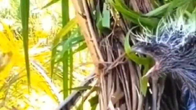 狠毒拿人家的孩子来畏白自己的孩子。