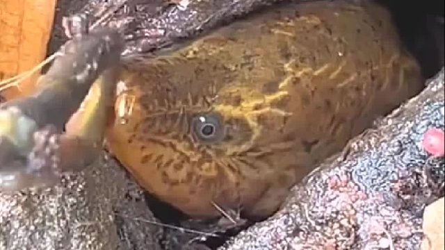 黄鳝的两只眼睛是摆设吗？看不到有人？