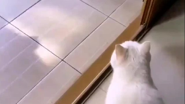 会飞的功夫猫咪
