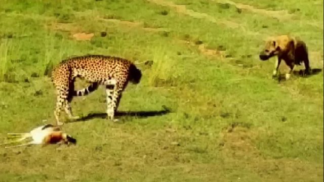 叫你打工豹没叫错