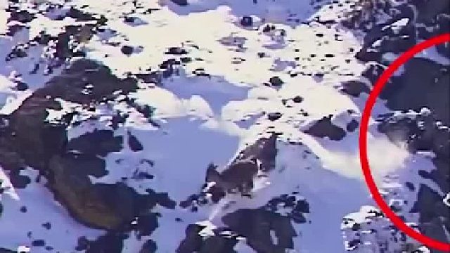惊心动魄！雪豹史诗级坠崖捕猎：要么饿死要么拼死一搏