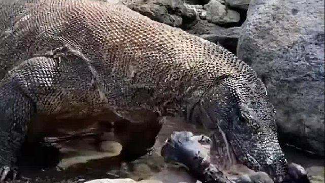 科莫多巨蜥午餐羊肉串