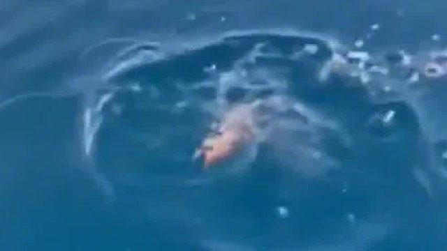 来无影去无踪。