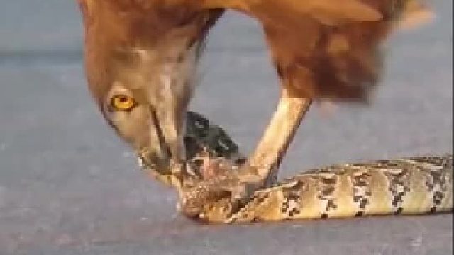 嘞个怕是有点痛哦