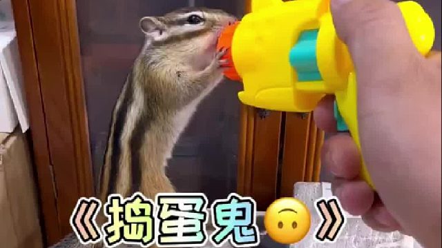 调皮的小普洱！看你这下咋办