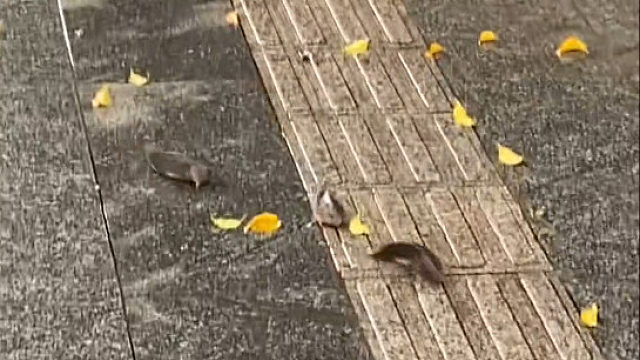 起猛了 去公园遛狗看到鱼在散步