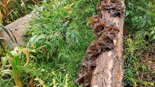 下雨天采野生木耳