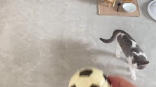 跳着跳着抱到了汤姆的女主人