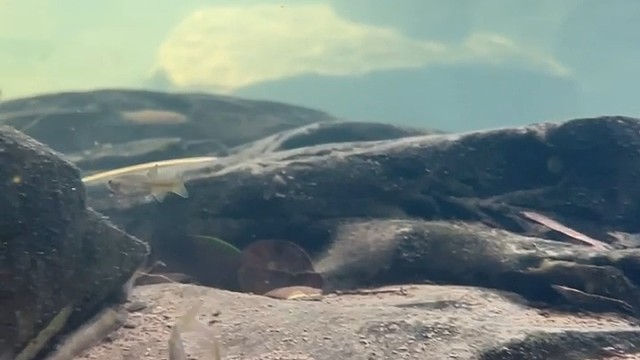 #记录农村生活，#记录农村美食