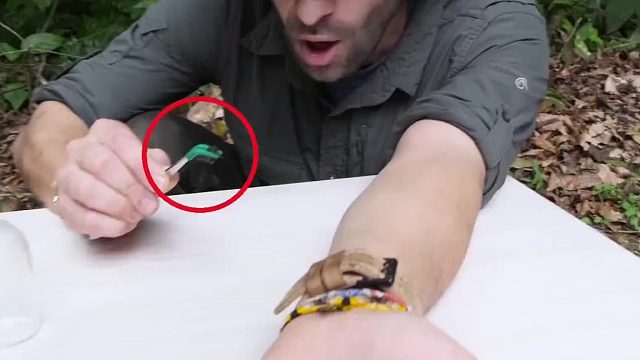 你知道被疼痛感第一的子弹蚁叮咬是种什么感觉吗#解压