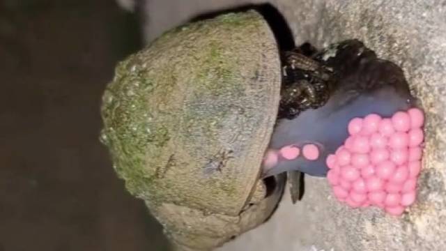 你是第一个带我看福寿螺顺产的人