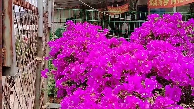 赶大集看到了花市这么大的三角梅开的娇艳耀眼我真的太喜欢了