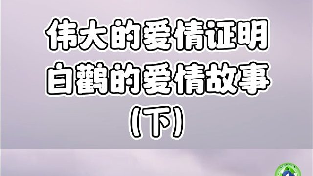 七夕特辑|白鹳的伟大爱情故事（下）
