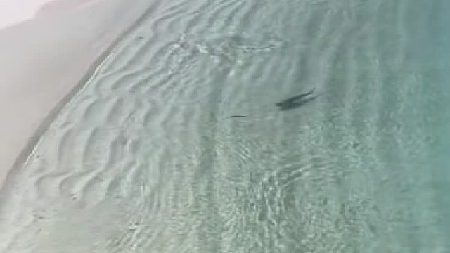 悲伤的小鱼，那么辛苦躲过了鲨鱼的追杀，没想到最后还是被叼走了