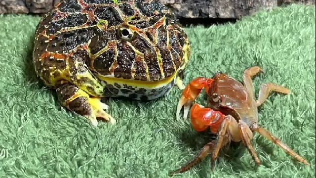 蛙哥想吃蟹老板反被夹到舌头