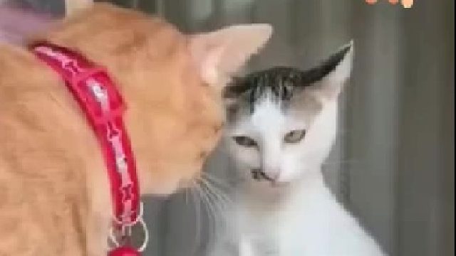 小样，你瞅啥？给你脸了？